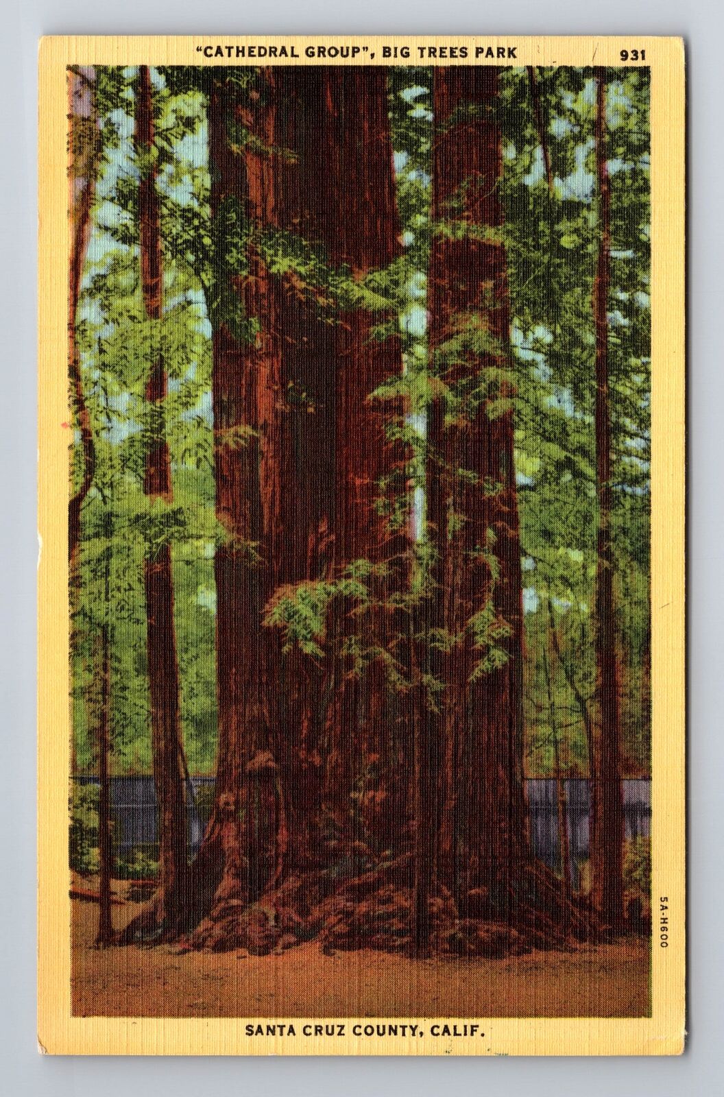Santa Cruz CA-California, Cathedral Group Big Trees Park, c1950 Vintage Postcard