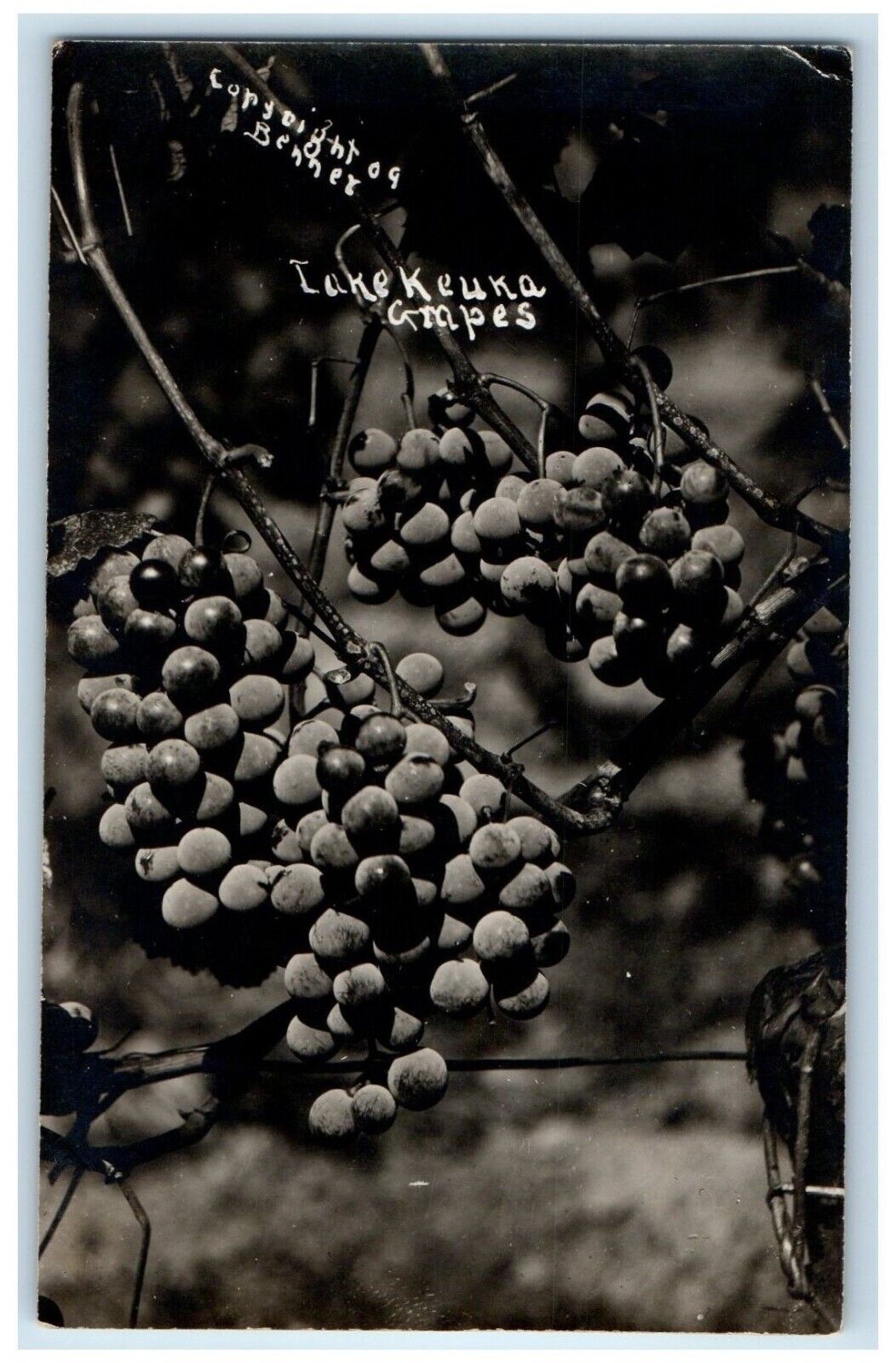 c1910's Lake Keuka Grapes New York NY RPPC Photo Unposted Antique Postcard
