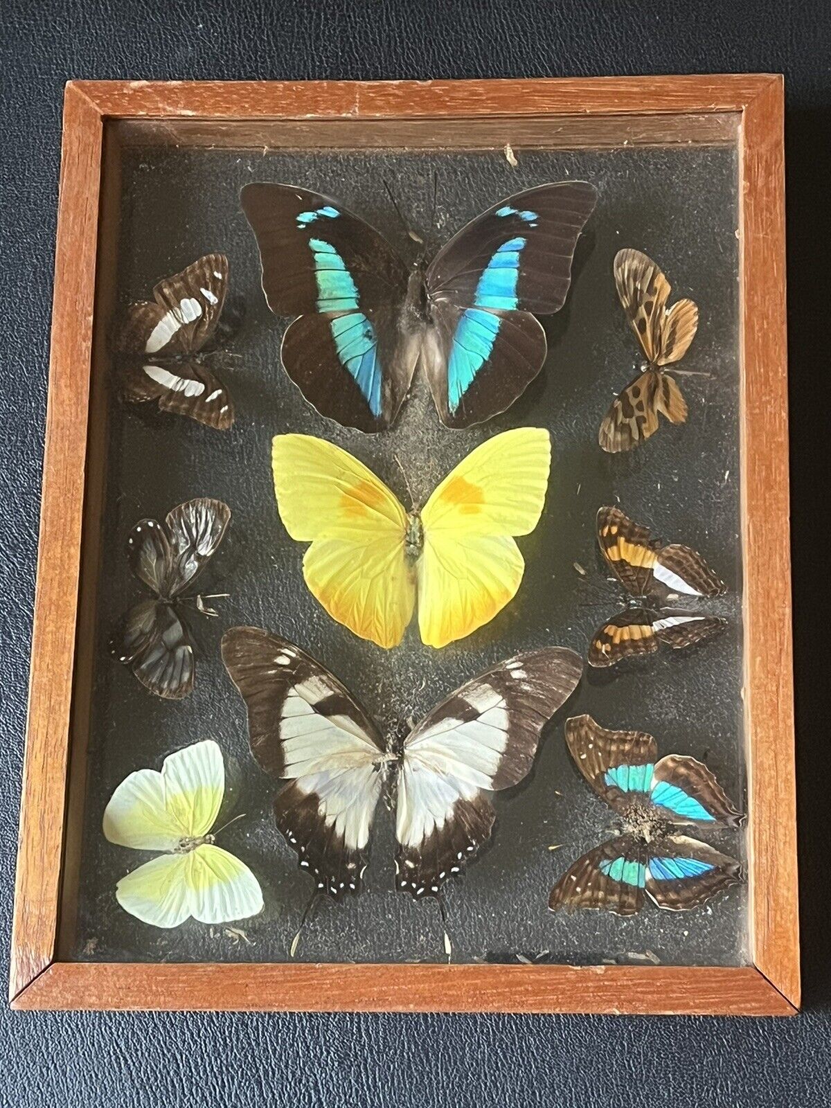 Vintage Original Butterfly Moth Taxidermy In Wood Box 9 Specimens