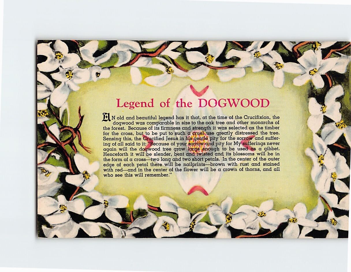 Postcard Legend of the Dogwood