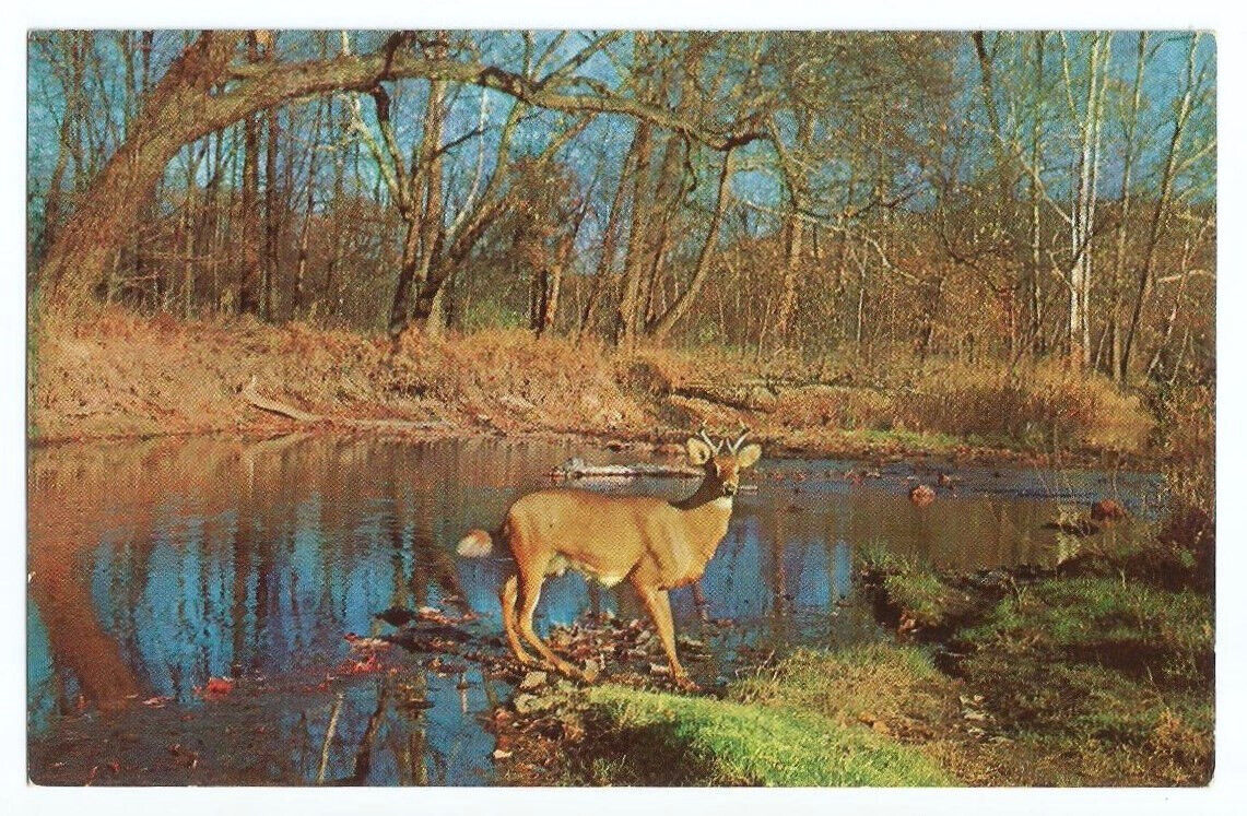 Deer Postcard Autumn Scenic Wildlife