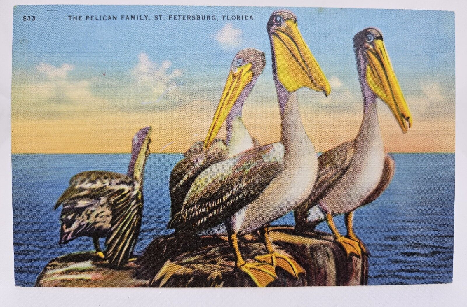 VTG Postcard Linen St. Petersburg, Florida FL The Pelican Family St. Petersburg