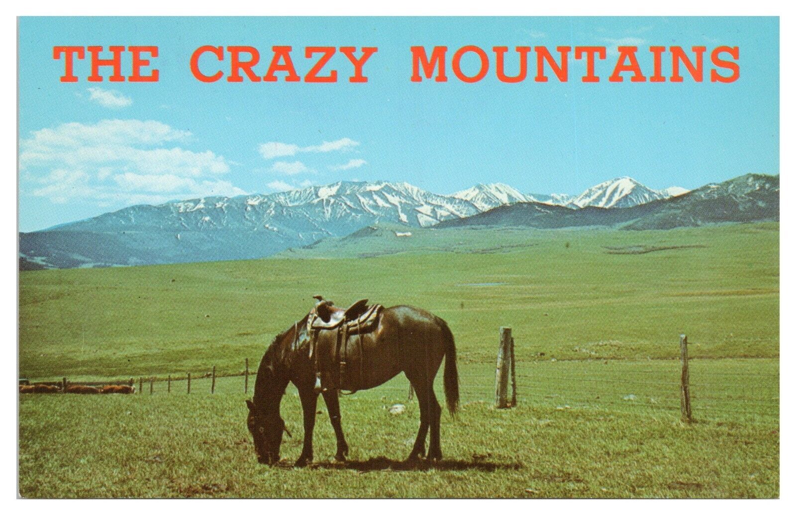 Vintage The Crazy Mountains Montana MT Postcard Horse Unposted Chrome