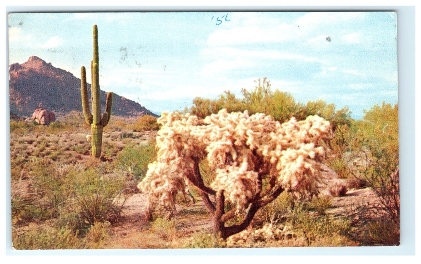 1956 Desert Cholla Cactus AZ Arizona Early Postcard View