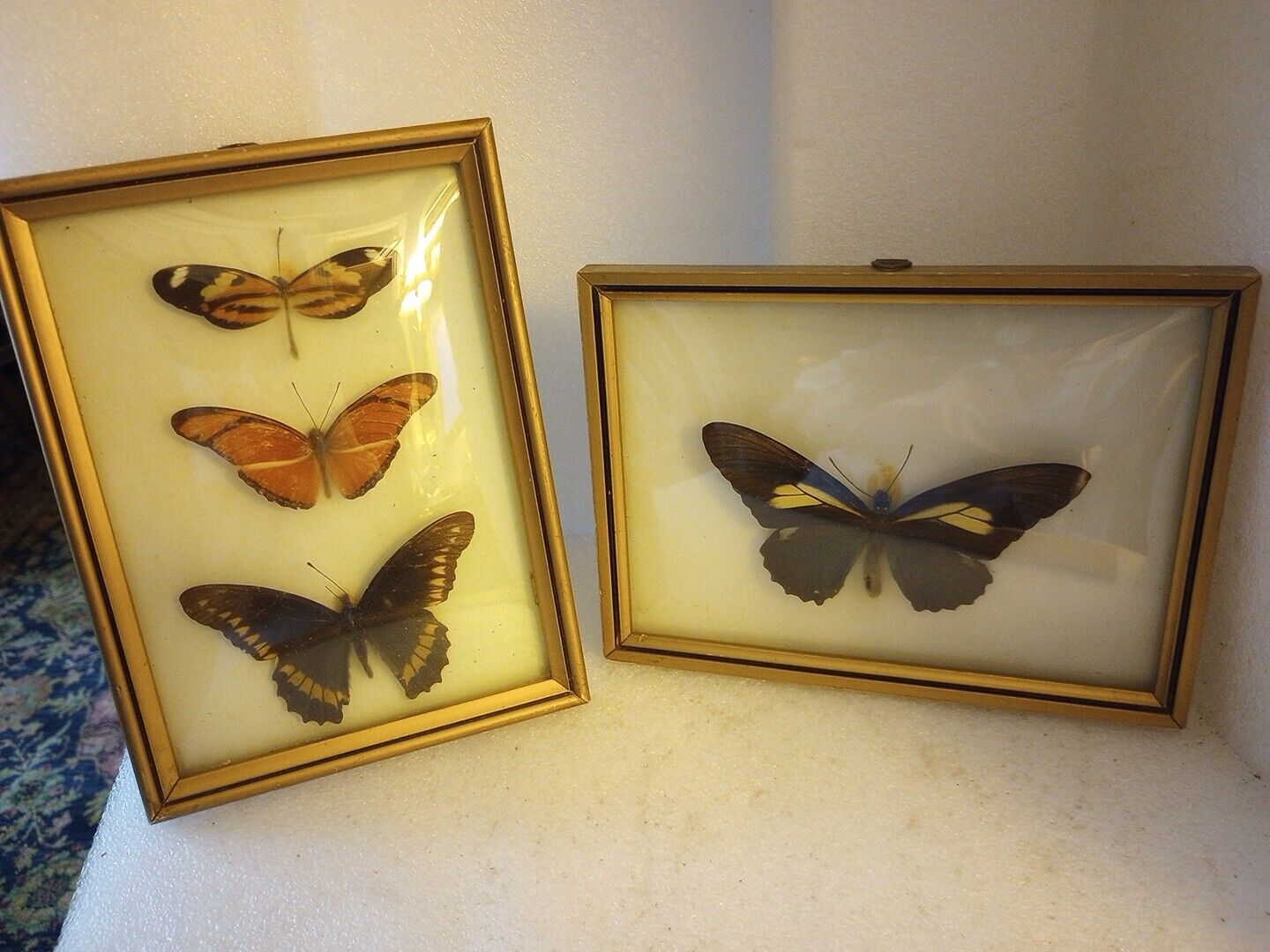 Beautiful Vintage  4 Real Butterflies Displayed In Pair Of Bubble Glass Frames