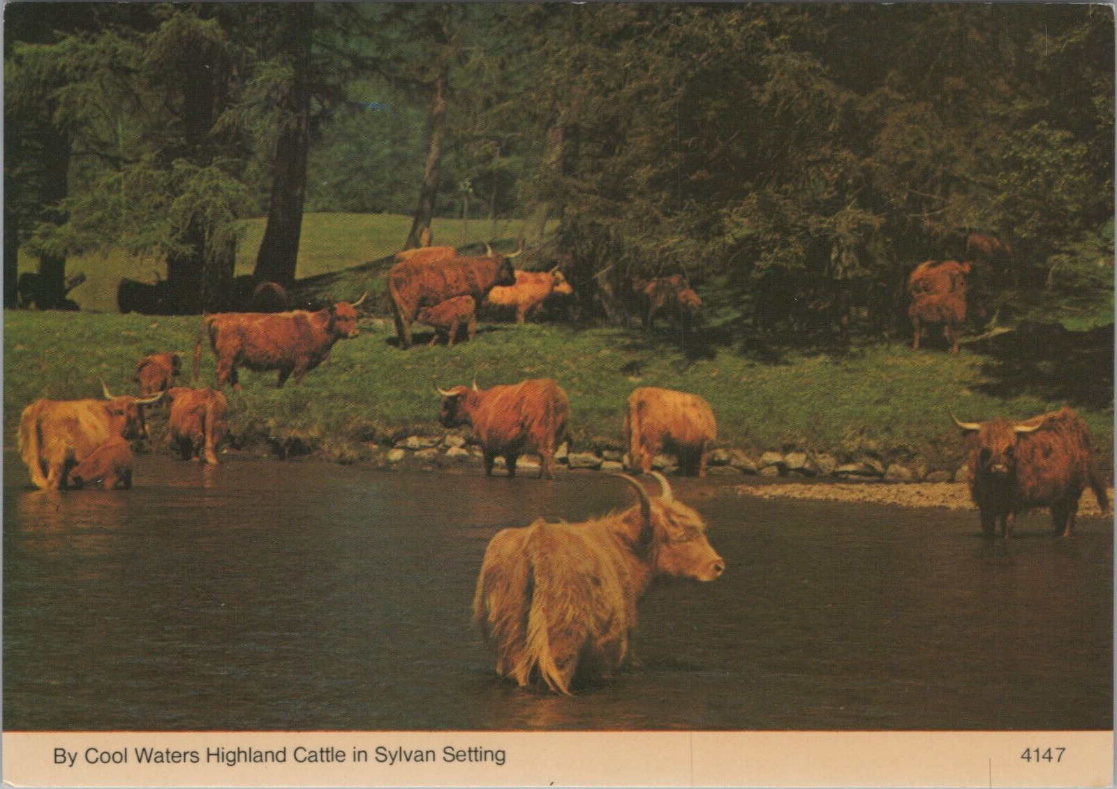 MR ALE Postcard Fierce Highland Cattle in Water on Shore Scotland UNP 2943