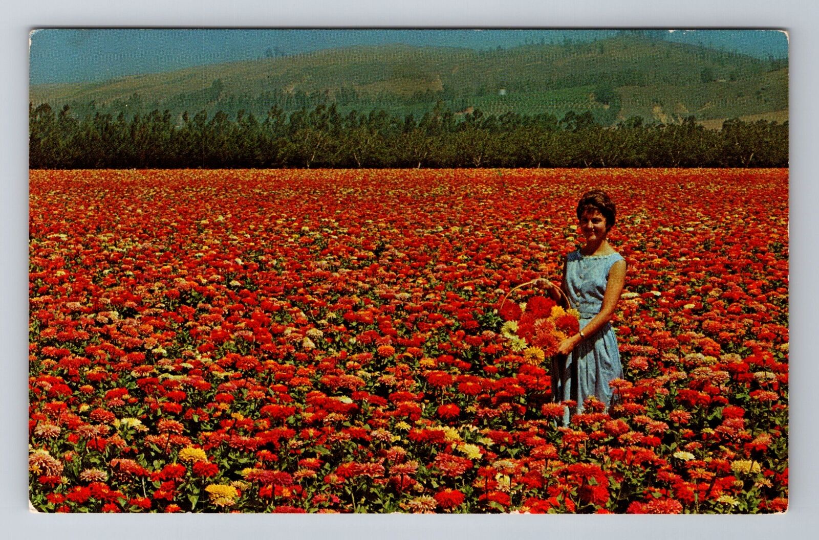 Lompoc CA-California, Burpeeana Giant Zinnias Growing Seeds, Vintage Postcard