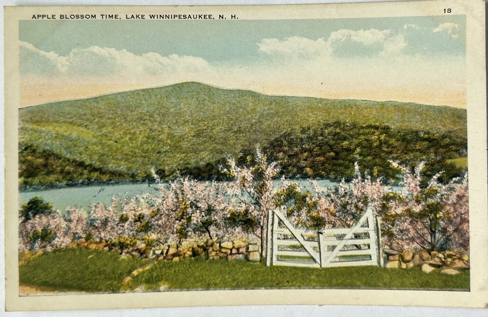 Apple Blossoms. Lake Winnepesaukee, NH Postcard. New Hampshire