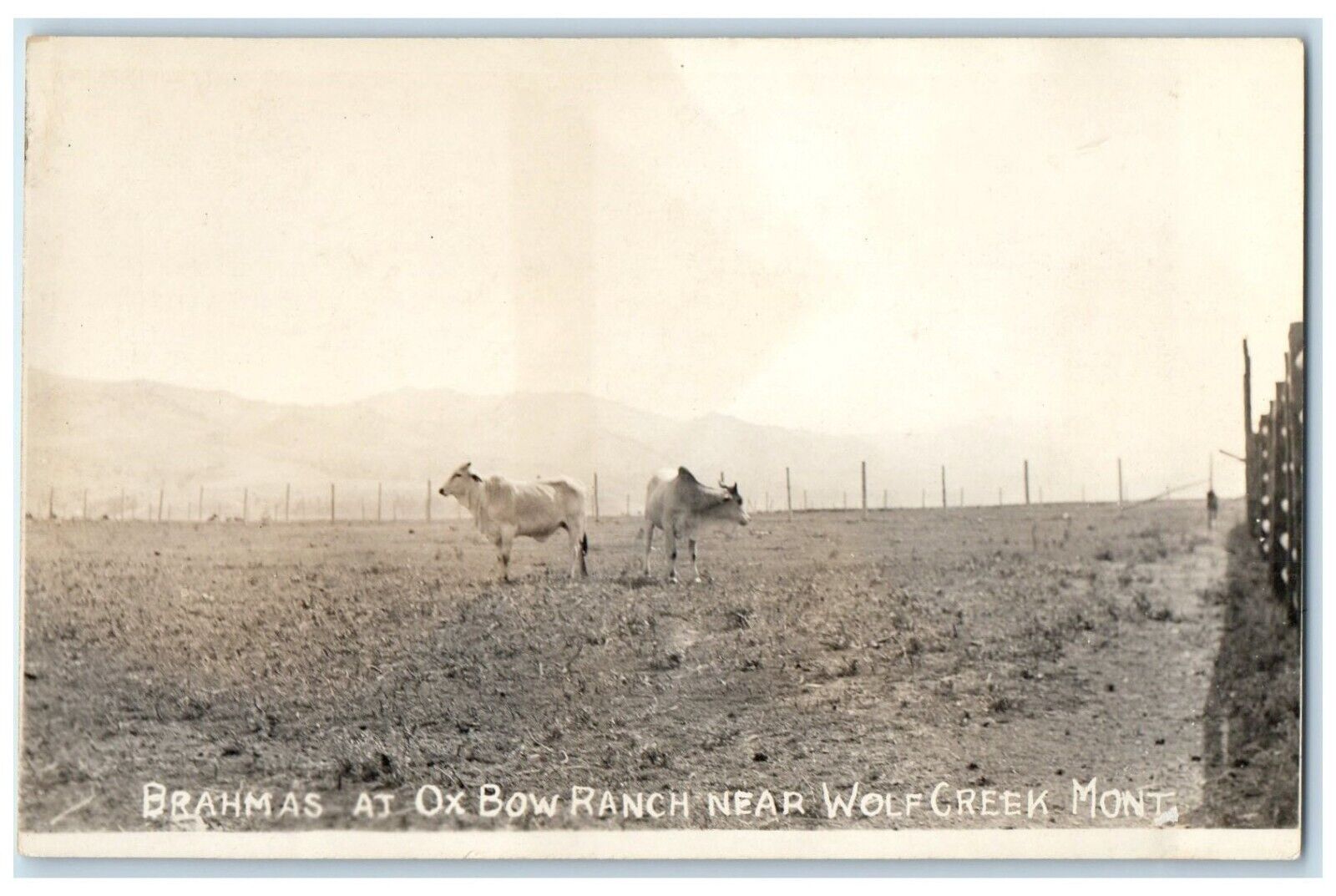 c1940's Brahmas At Ox Bow Ranch Near Wolf Creek Montana MT RPPC Photo Postcard