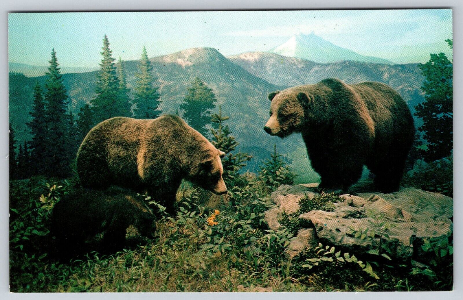 Postcard Colo Grizzly Bear Exhibit Denver Museum of Natural History City Park