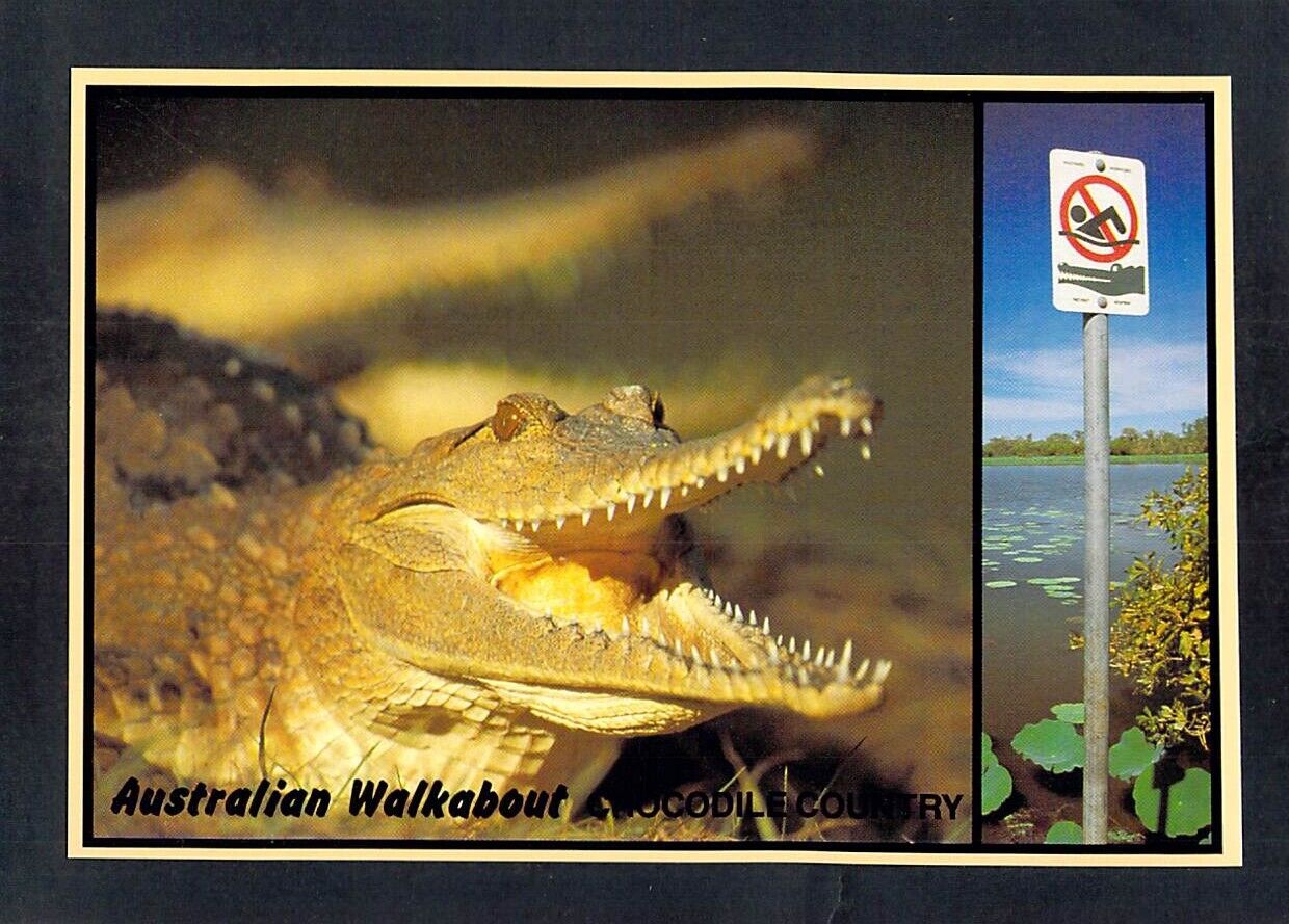 D7891 Australia Animals Crocodile Aussie Antics postcard