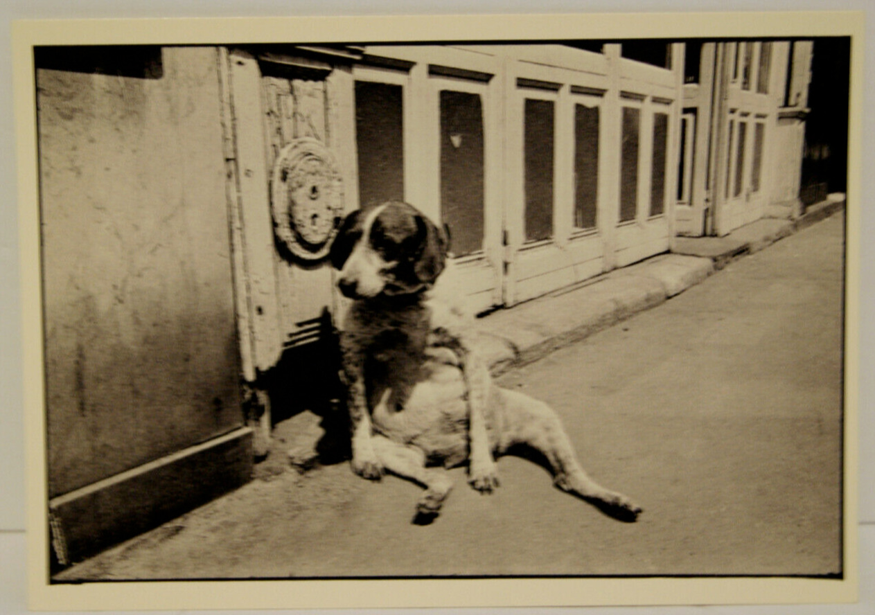 Funny PET DOG Resting on Paris Street 1975 real photo postcard rppc puppy doggy