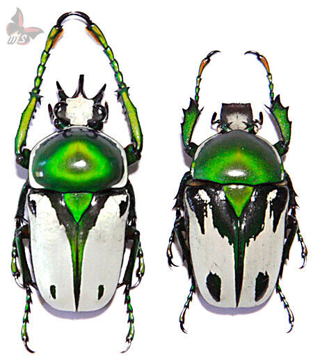 Ranzania bertolonii PAIR 28-32mm,UNMOUNTED beetle