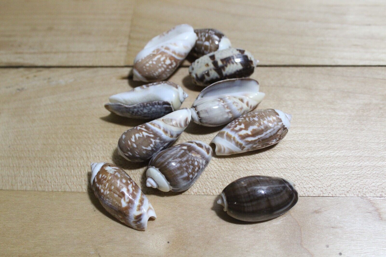 12 Oliva Gibbosa Shells 1\
