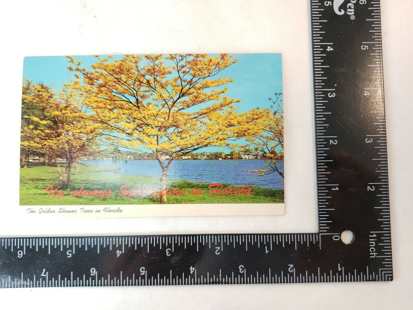 Florida FL Golden Shower Trees Springtime Postcard Old Vintage Card View Post PC