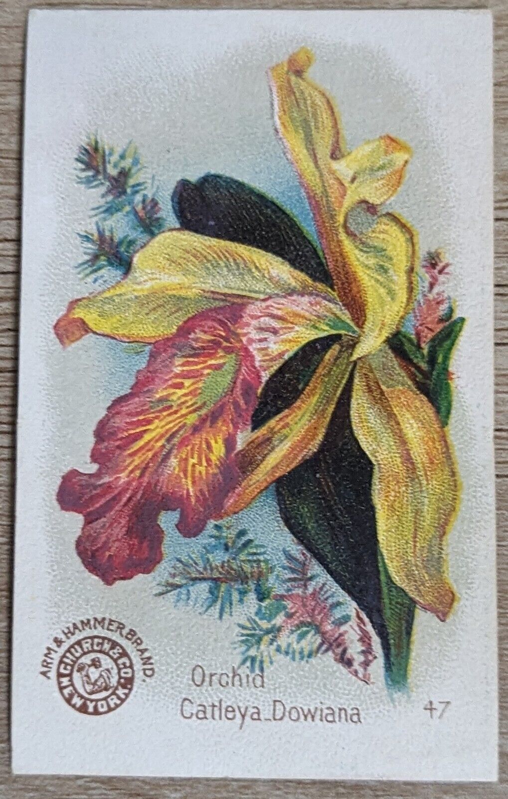 1895 AH800 Church & Co Arm & Hammer Beautiful Flowers Orchid Trade Card #47