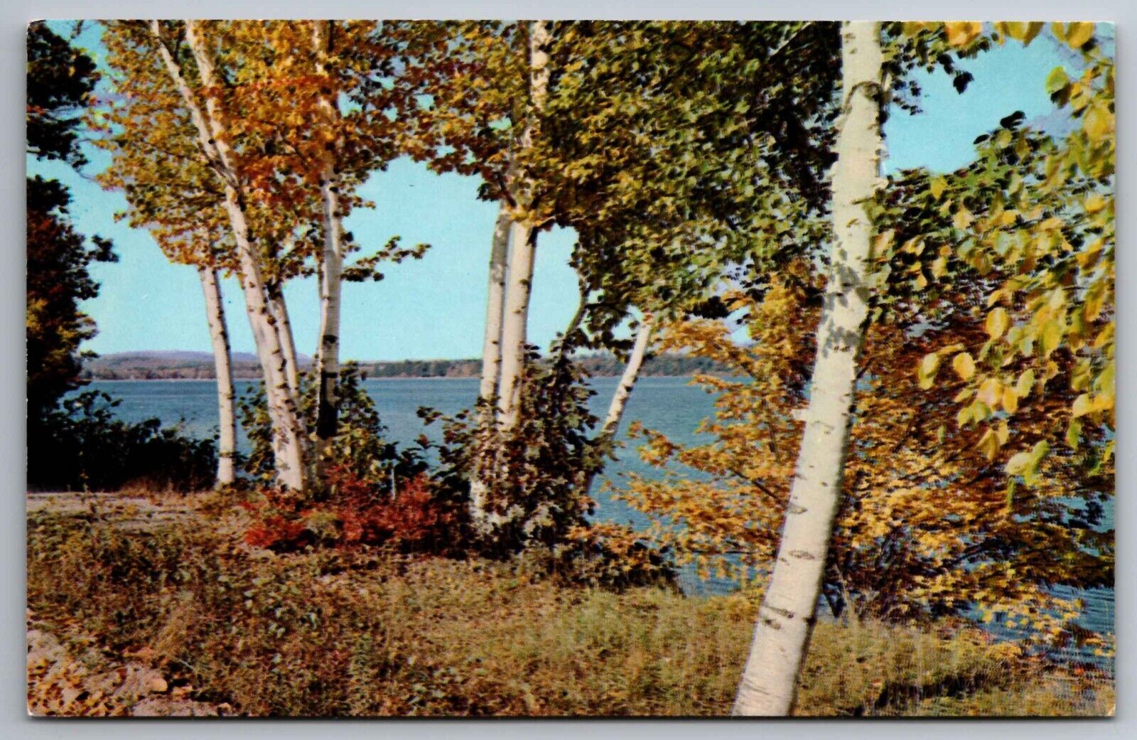 Postcard White Birches on Shores of Province Lake New Hampshire   H 1