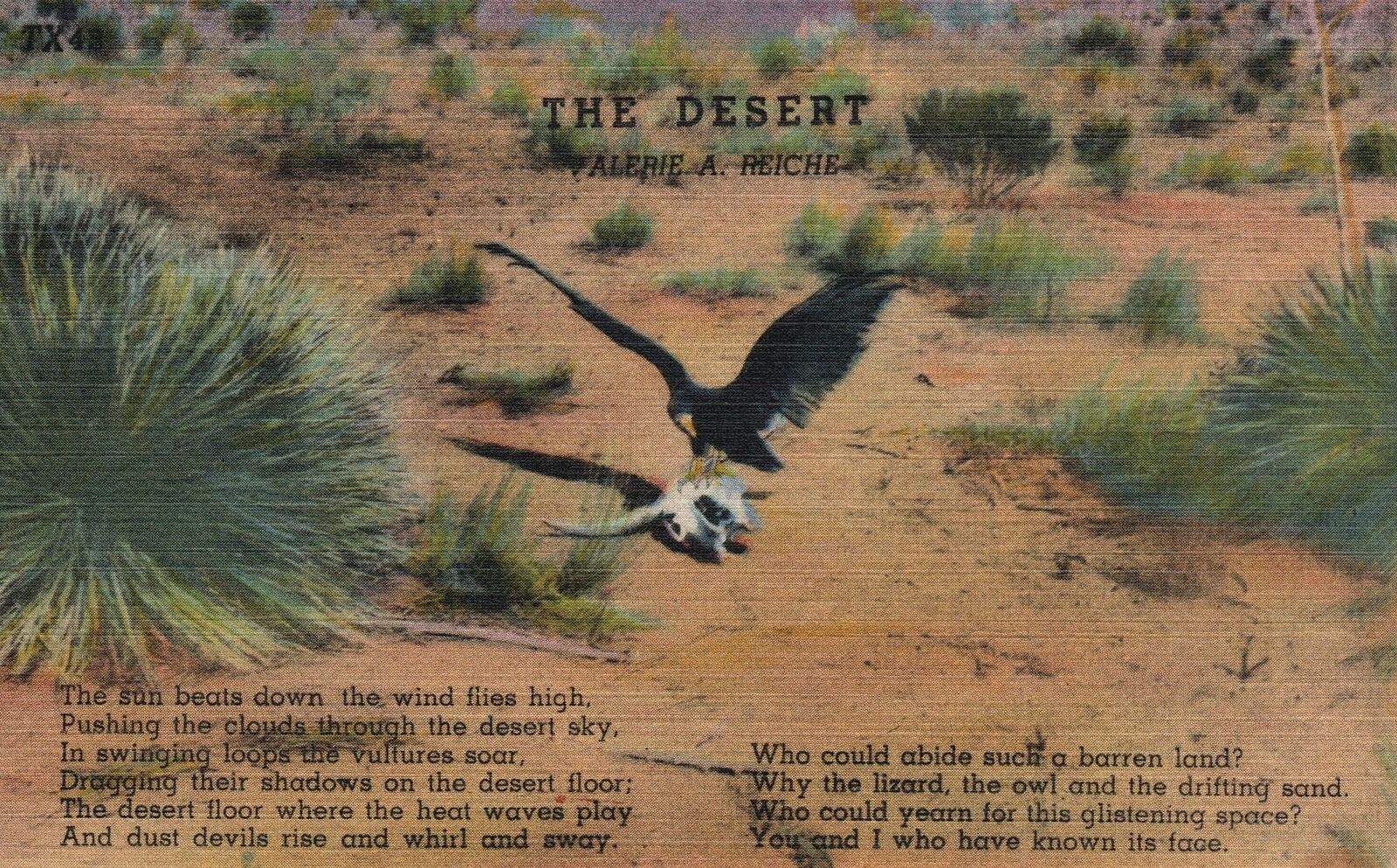 Vintage Postcard The Desert Wildflies Plants Drifting Sands Valerie A. Reich