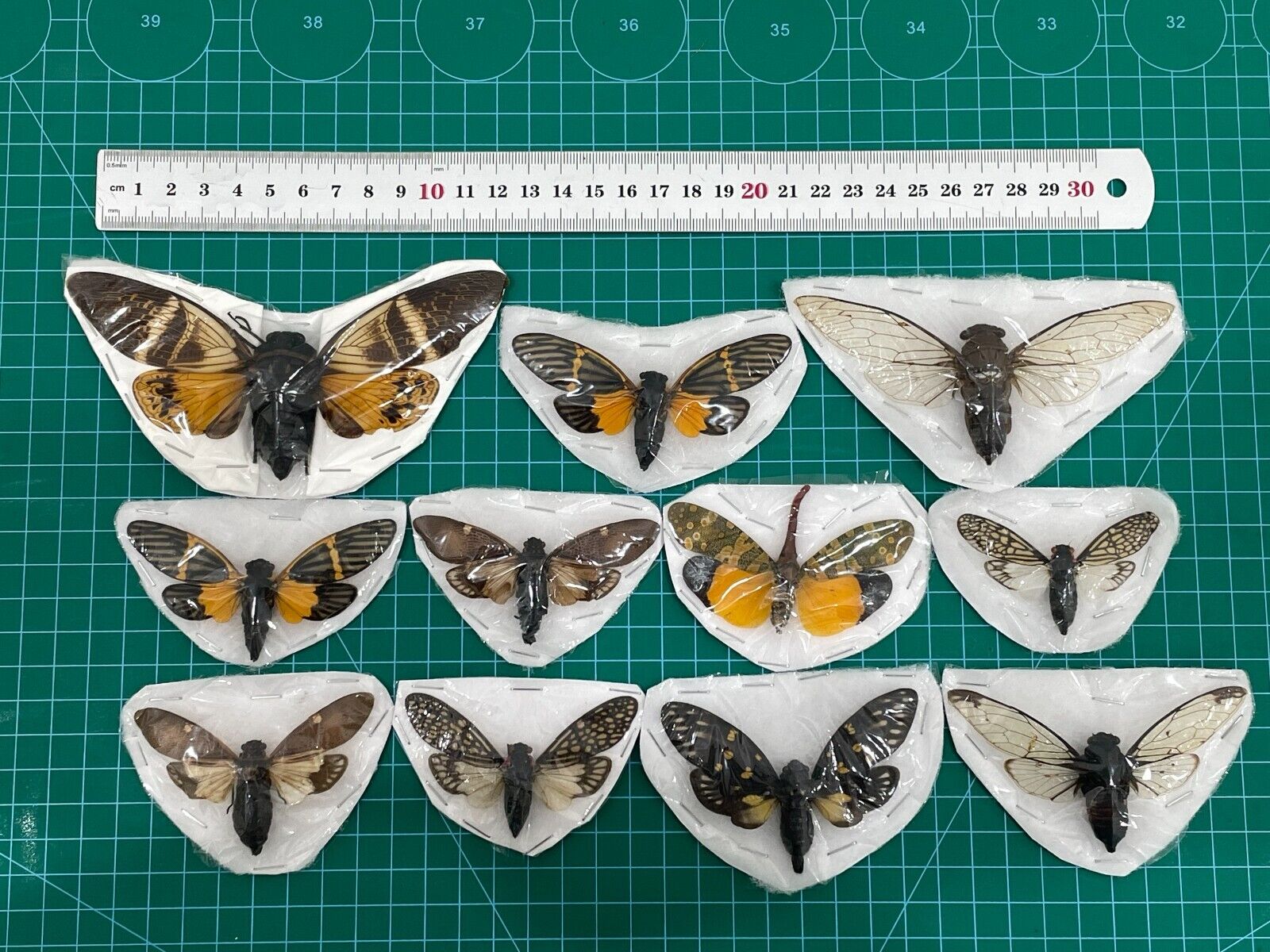 Real 10 Assorted Beetles Cicada Moth Death Heads Insect Butterflies Taxidermy