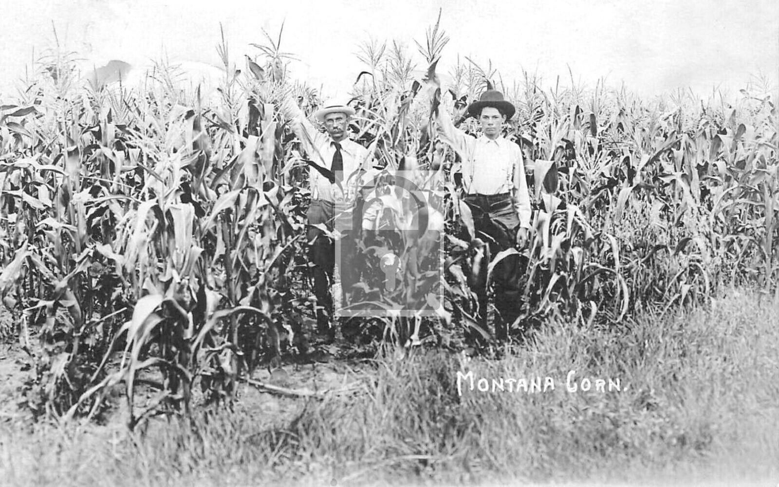 Corn Farmers Field Glendive Montana MT Reprint Postcard