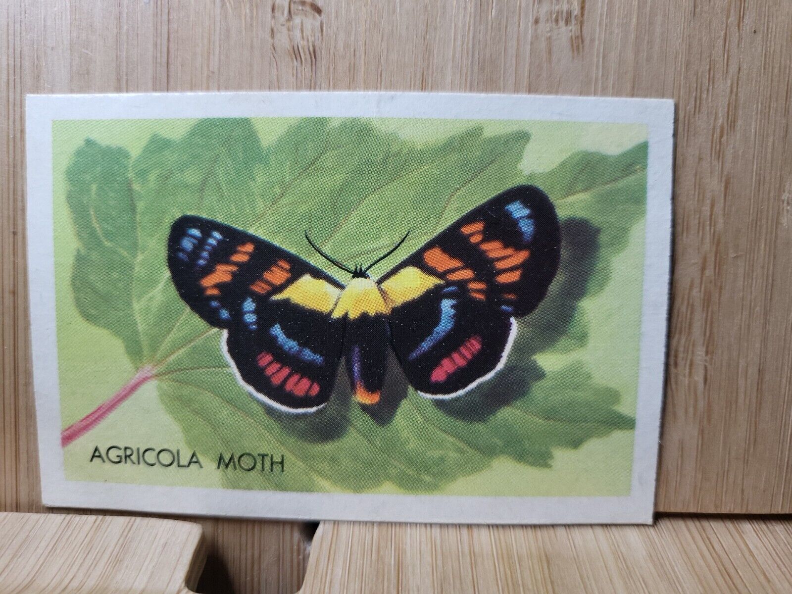 Shell Project Cards BUTTERFLIES AND MOTHS🏆#203 AGRICOLA MOTH 1960's Card