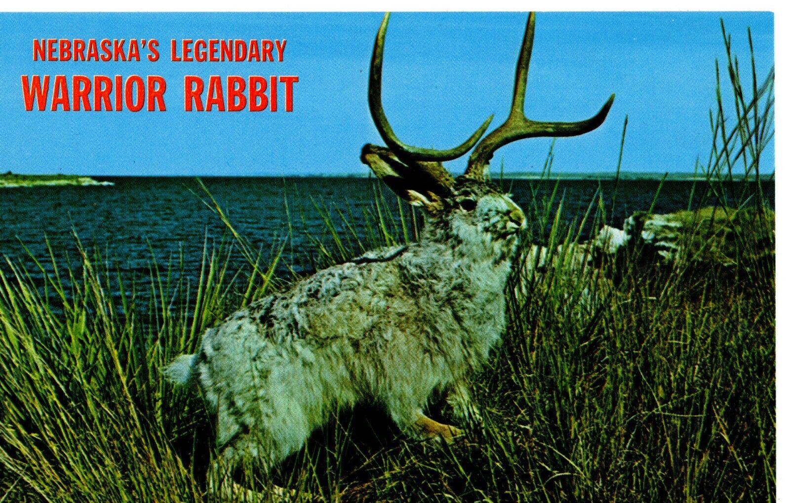 Postcard Nebraska\'s Legendary Warrior Rabbit