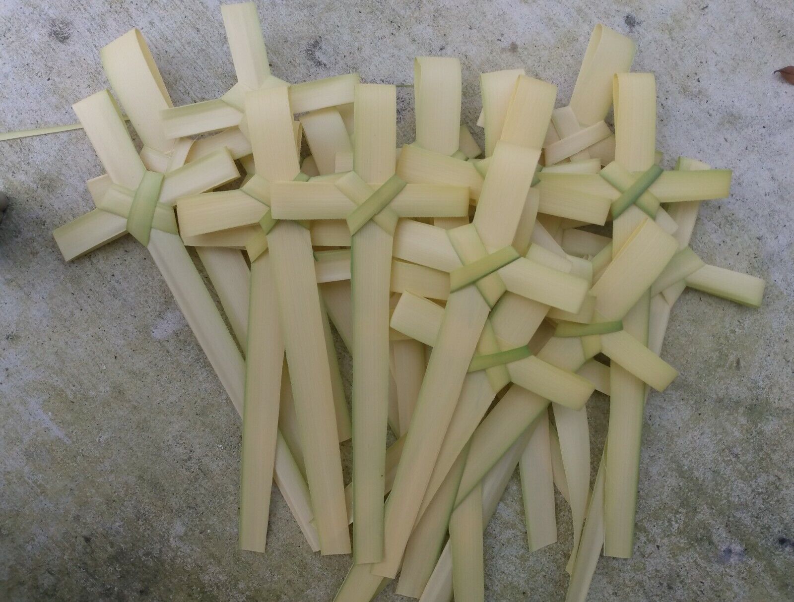 DON'T WAIT ORDER NOW 25 small FRESH Palm Bud Crosses MADE IN FLORIDA  3day ship