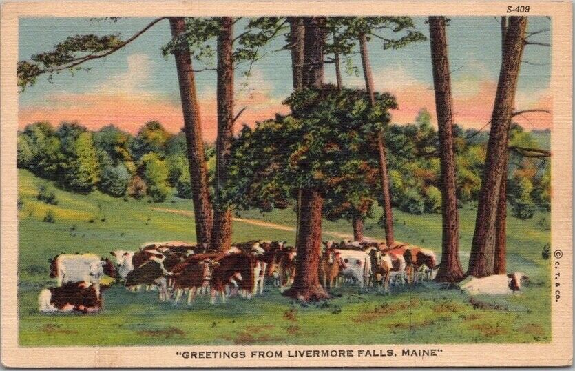 LIVERMORE FALLS, Maine Greetings Postcard Cattle Cows / Curteich Linen - 1944