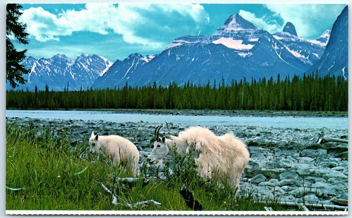 Postcard - Athabaska River - Alberta, Canada