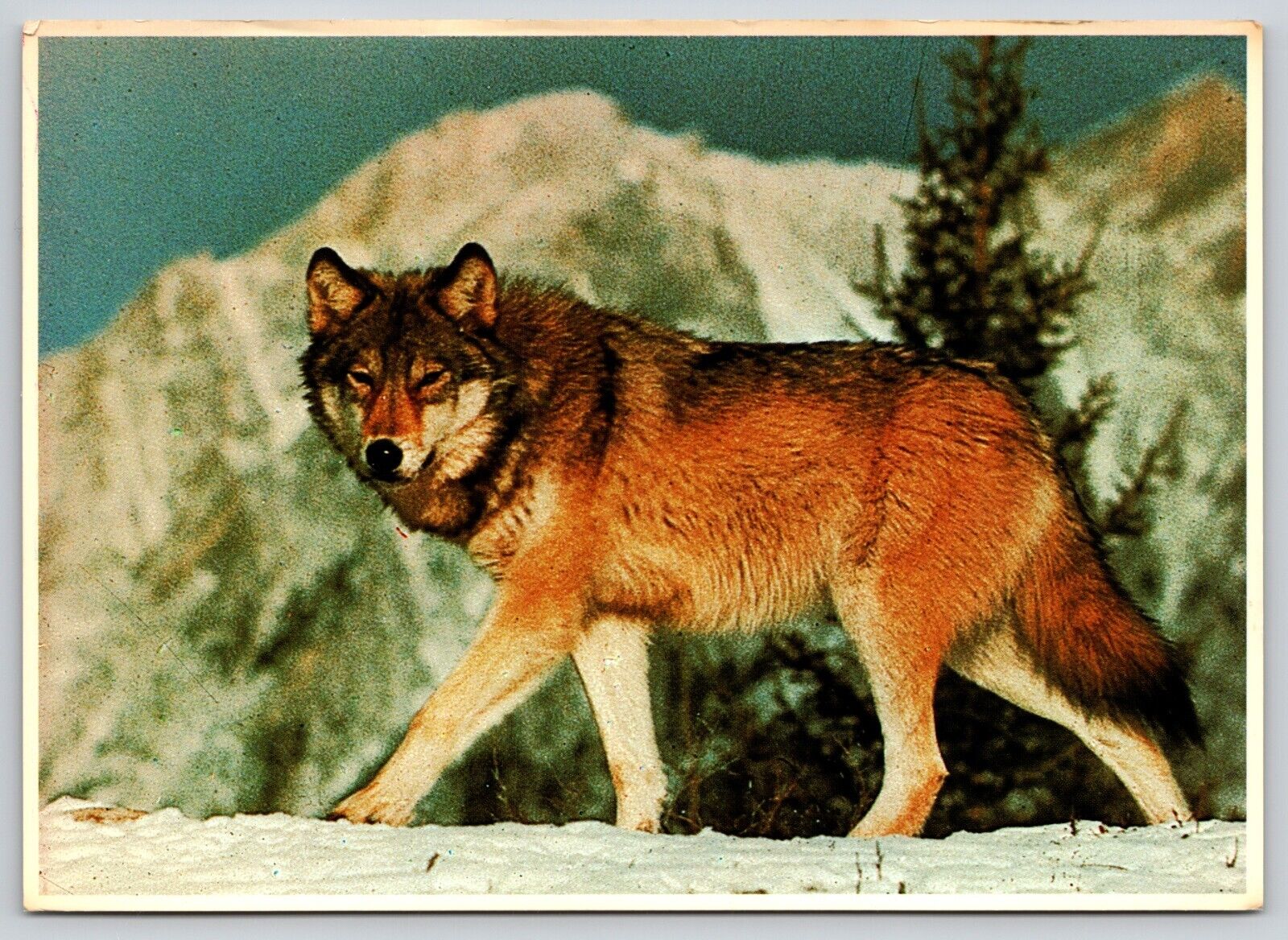Postcard Alaskan Grey Wolf Canis lupus pambasileus Alaska