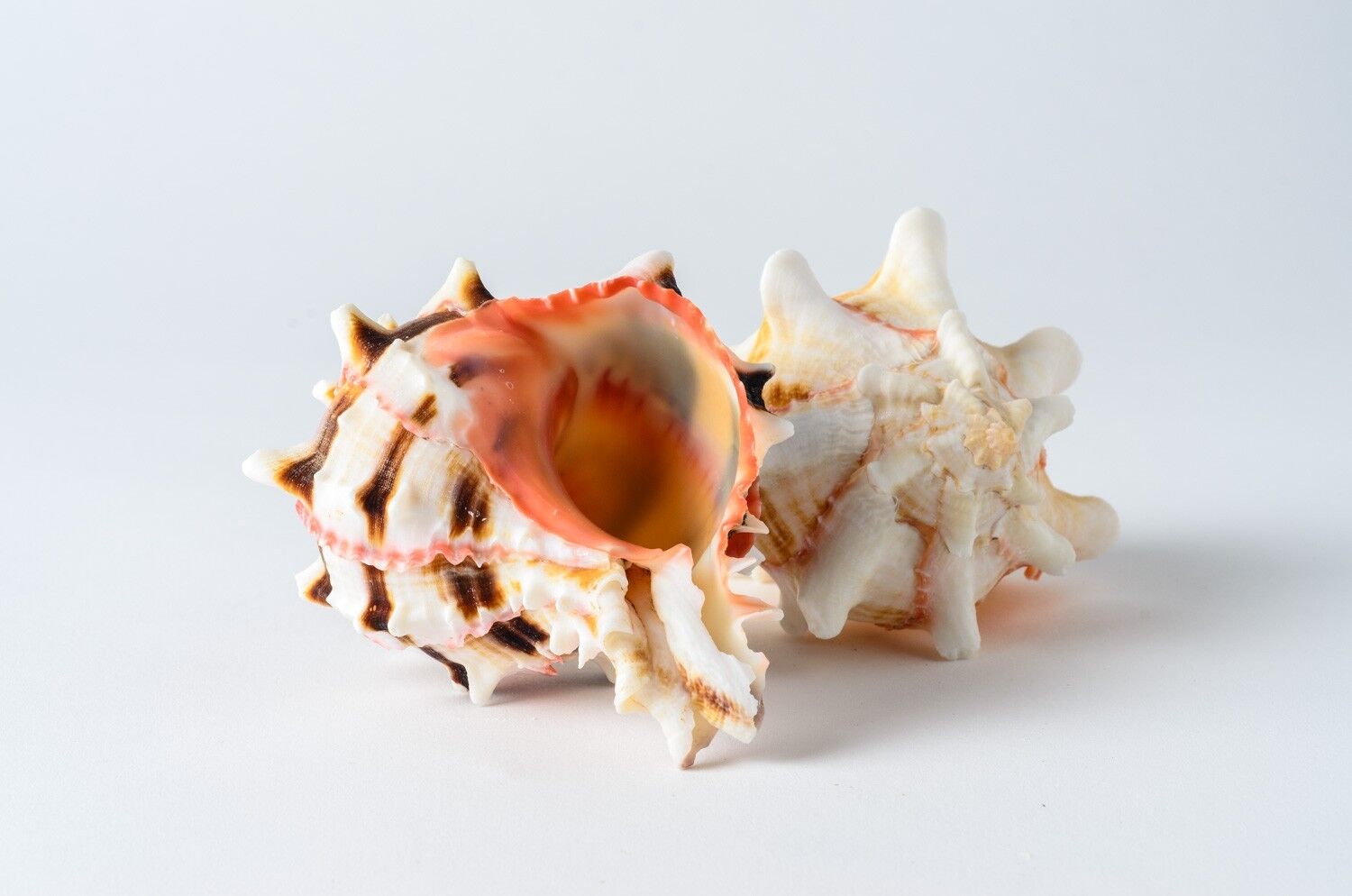 Brassica Murex Phyllonotus erythrostomu Hermit Crab Sea Shell 3\