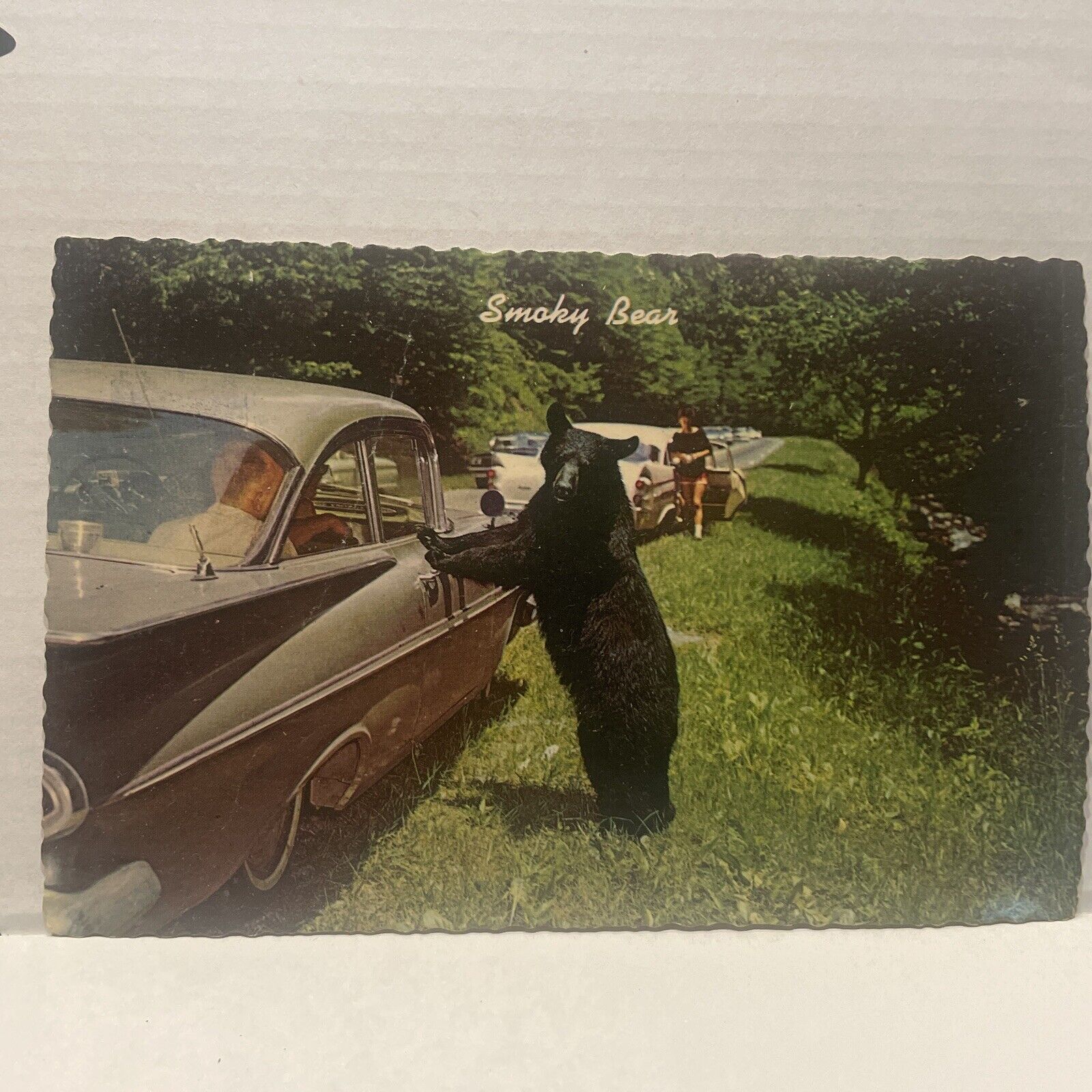 RPPC Black Bear Begging  1950’s Cars Real Photo Postcard Smokey Mountains Tn