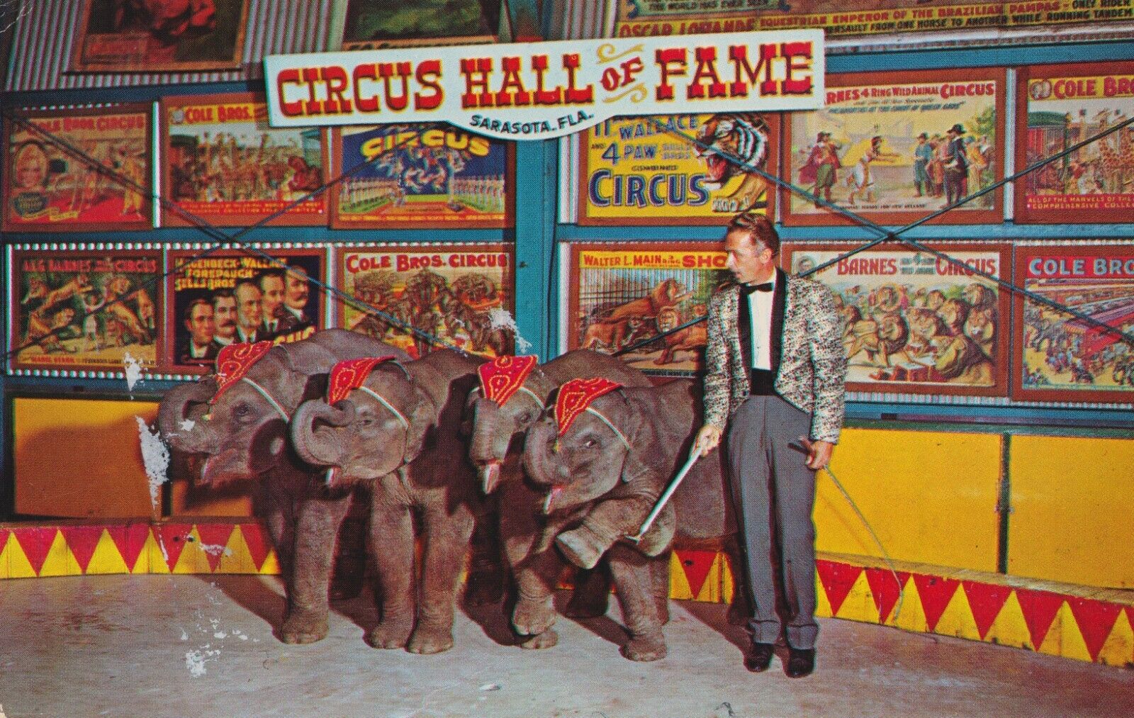 Postcard C1960s Baby Elephants In Arena Circus Hall of Fame Sarasota Florida 