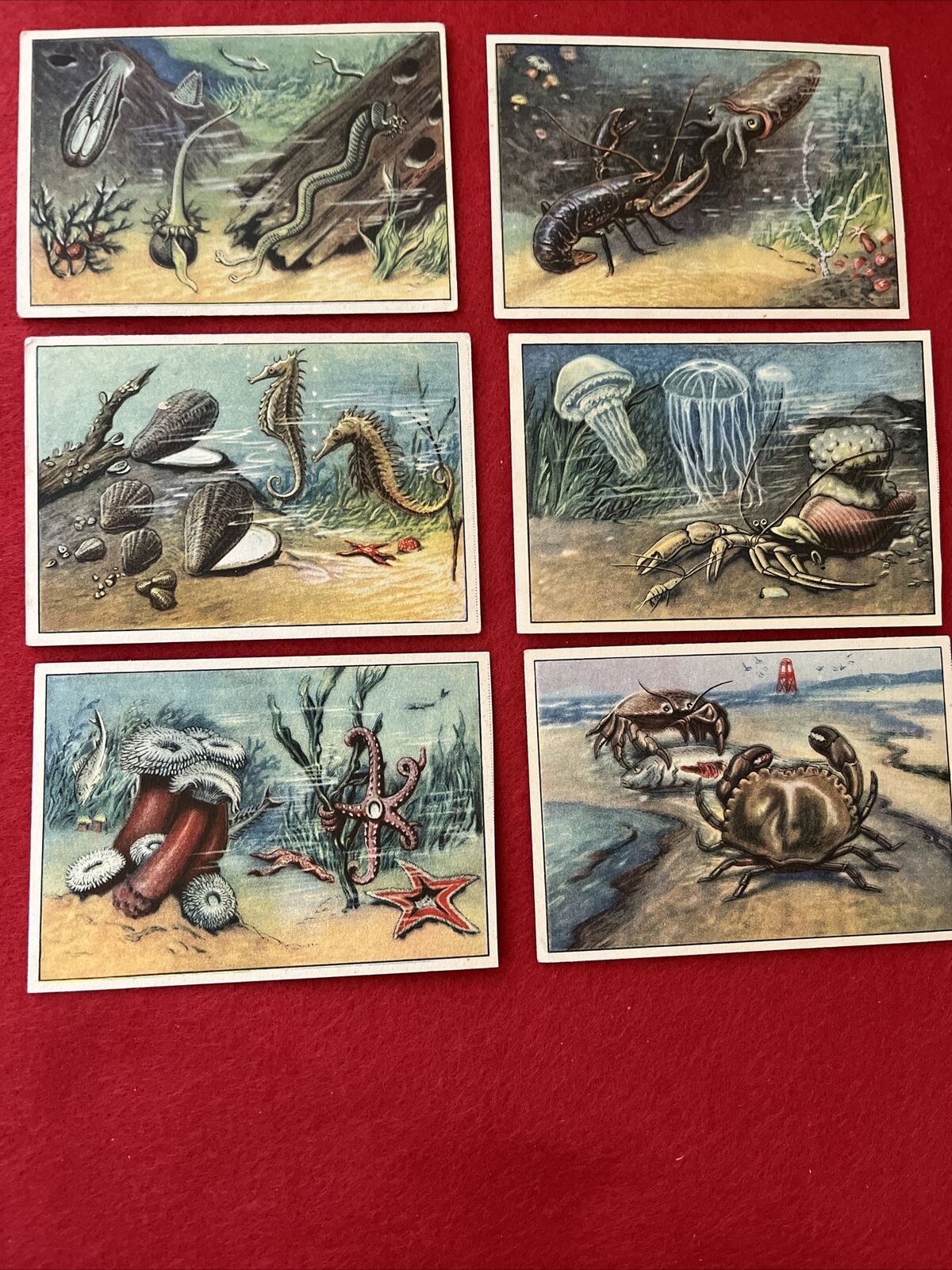 1929 Echte Wagner “Animals Of The Sea” Complete Trade Card Set (6)   VG-EX