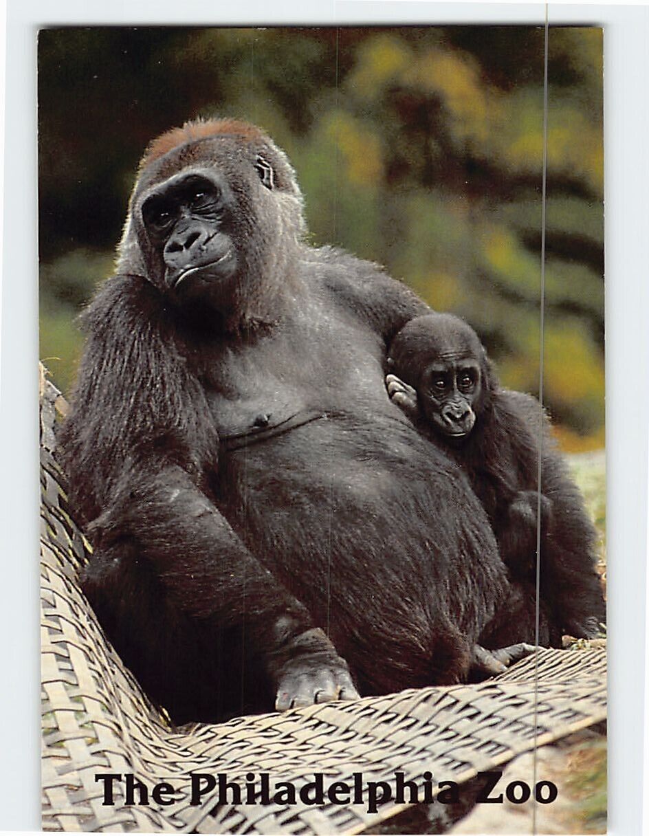 Postcard Western Lowland Gorilla The Philadelphia Zoo Philadelphia PA USA