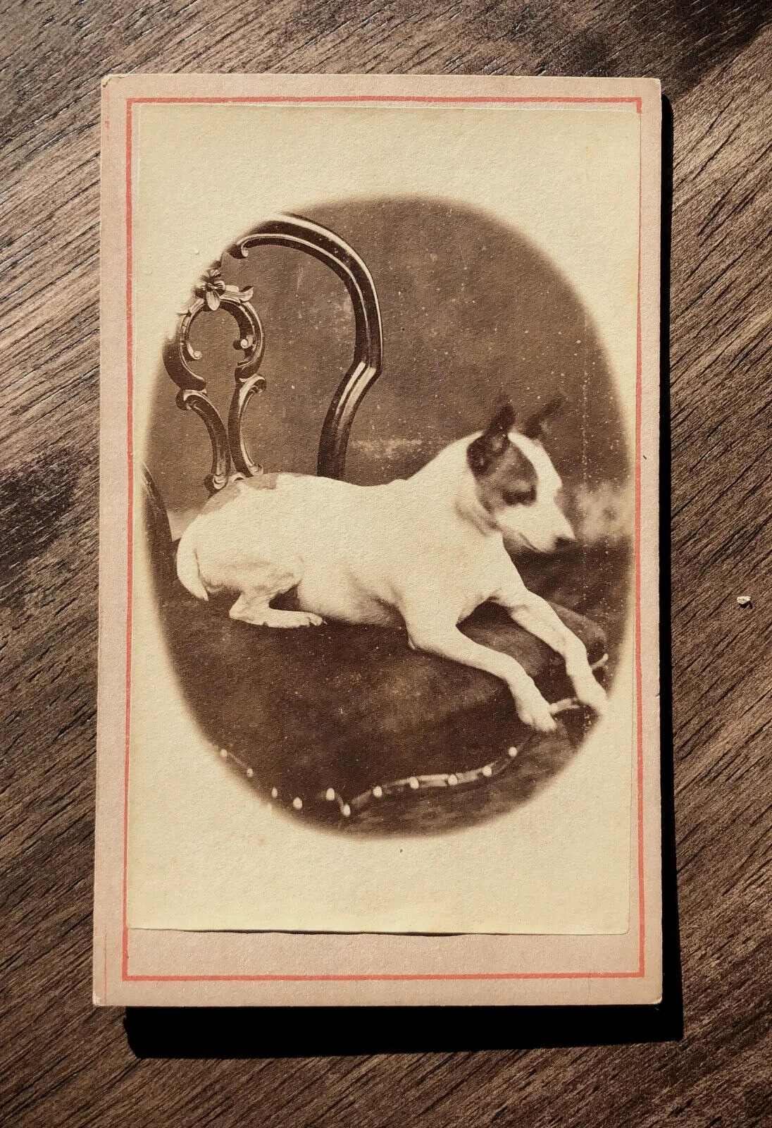 Antique 1880s CDV Photo, Little Dog on Chair