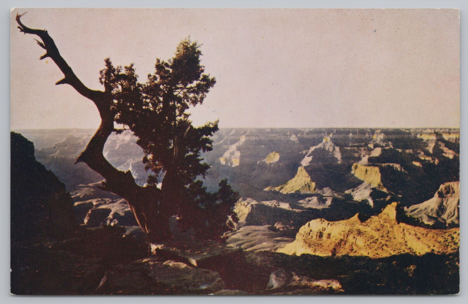 National & State Parks~Silhouette Of Line Pine~Grand Canyon~Vintage Postcard