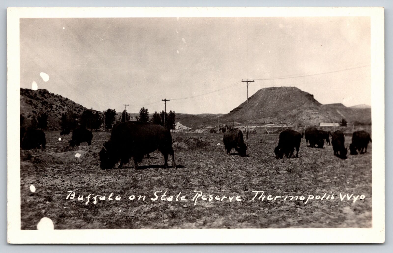 Thermopolis WY RPPC~Buffalo On State State Reserve~Real Photo Postcard