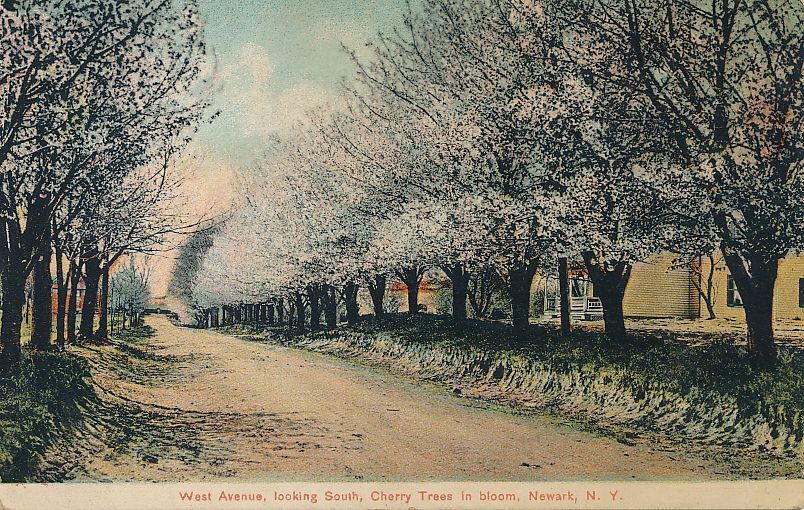 Cherry Trees in Bloom on West Avenue - Newark NY, New York - DB