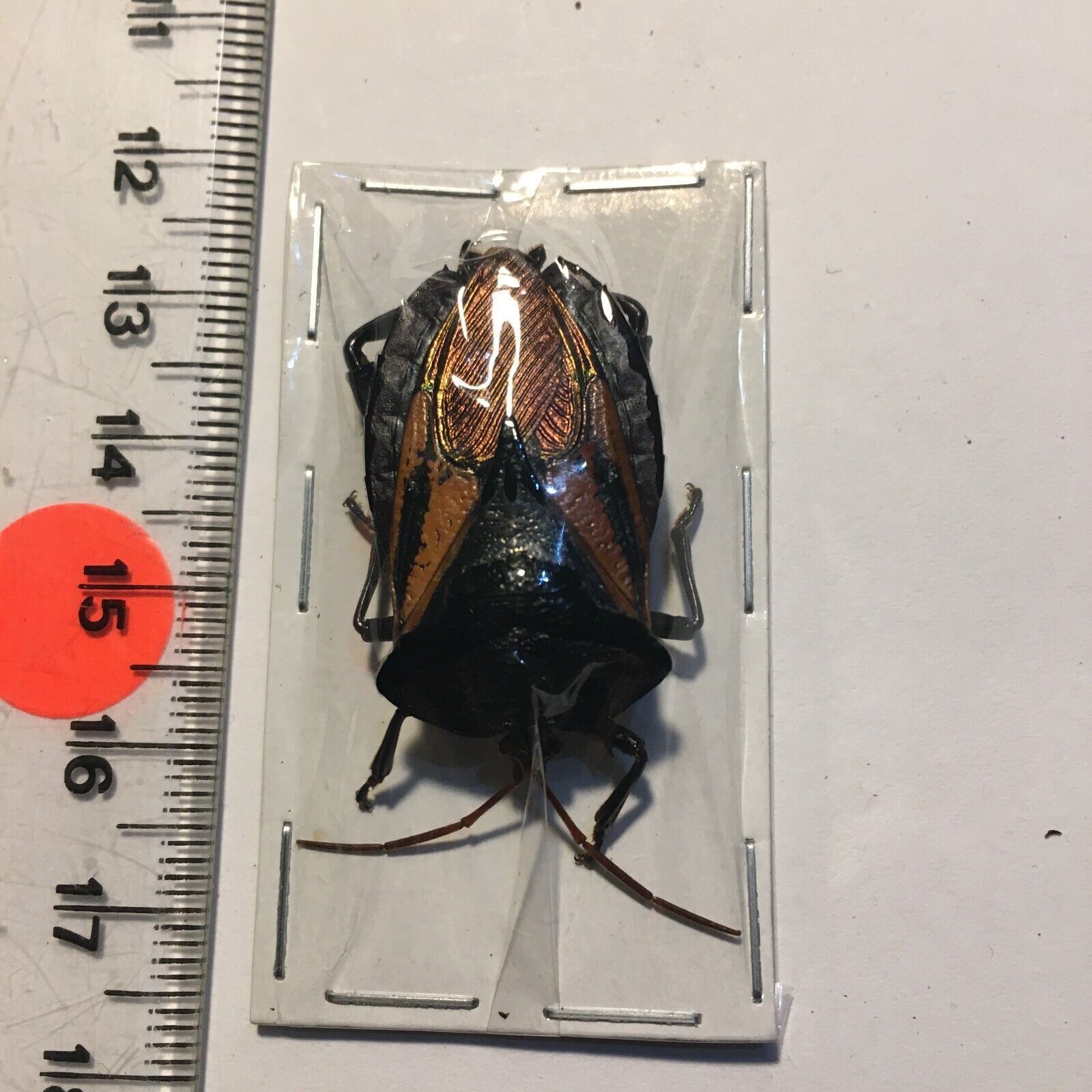 Insect/Beetle/Bug non/set B496 Rare Lge Gold/Orange Oncomeris flavicornis