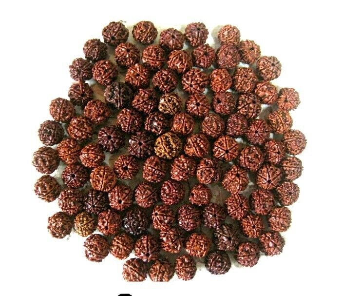 Wholesale Lot 50 Pieces of  6 Six Mukhi Rudraksha Loose Beads Nepal Origin