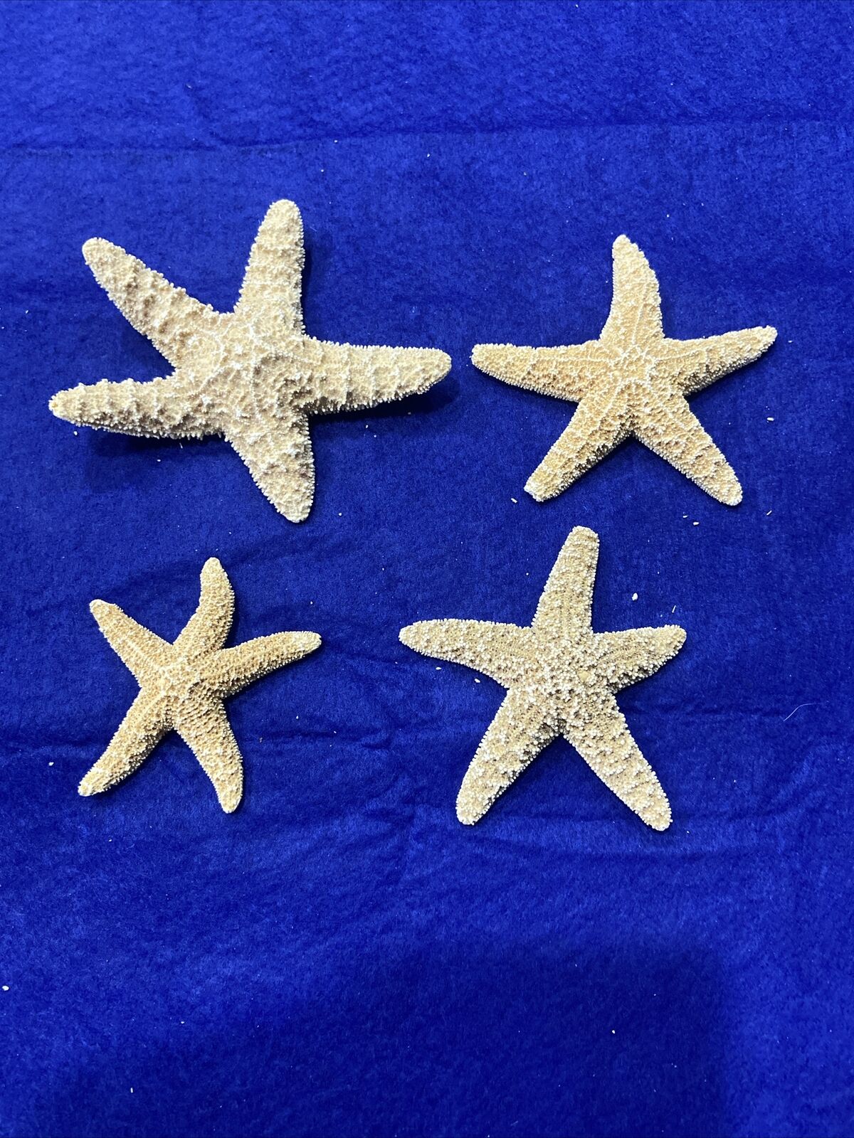 Vintage Starfish Real Dried Lot of 4