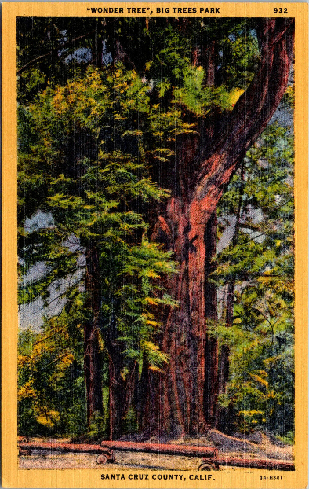 Vtg 1930s Wonder Tree Big Trees Park Santa Cruz California CA Linen Postcard