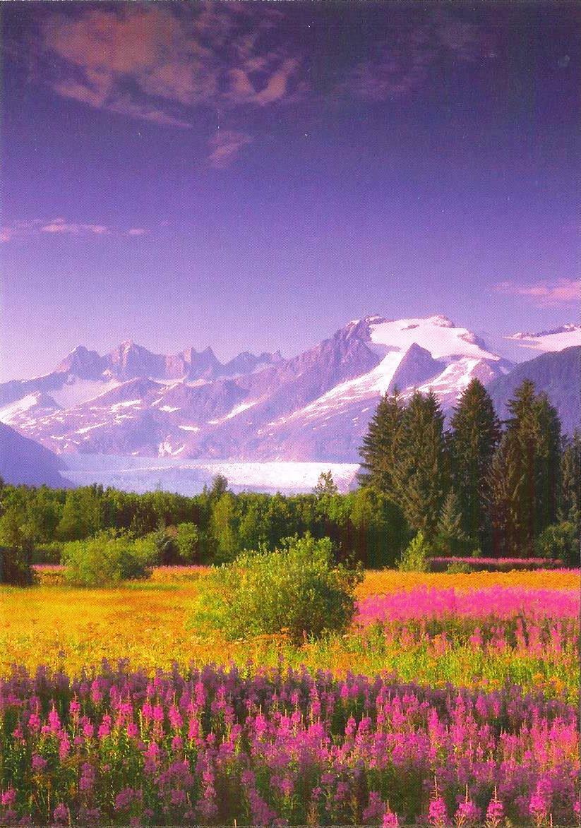 Postcard Alaska Tongass Nat\'l Forest nr Juneau Fireweed & Mendenhall Glacier MNT