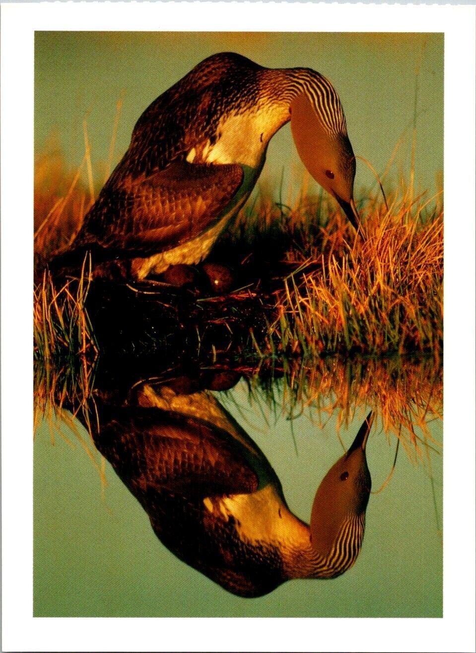 Loon Photography Postcard - Red Throated Loon on Nest 1996 by Johnny Johnson