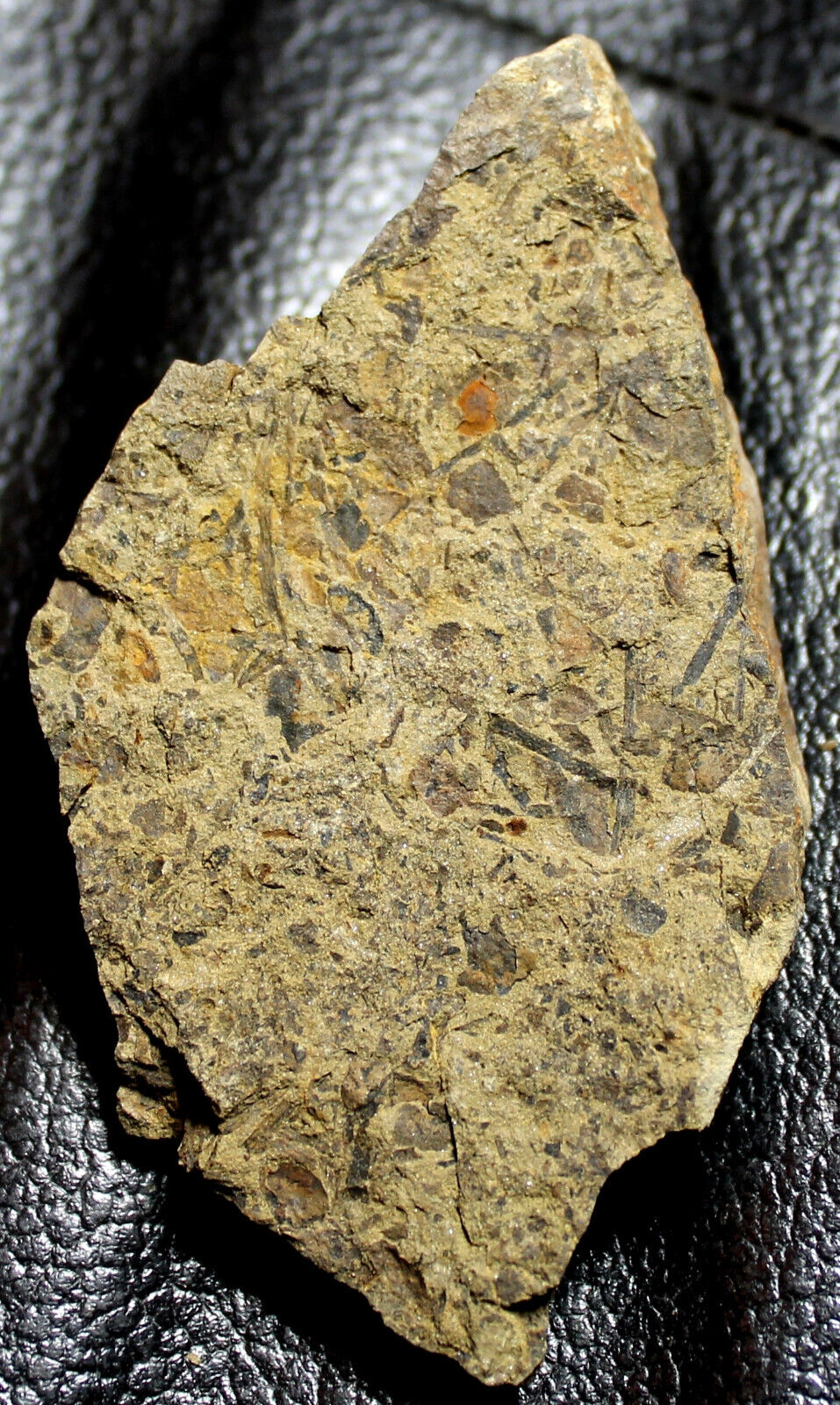 Cooksonia - Museum quality 423 million years ago specimen