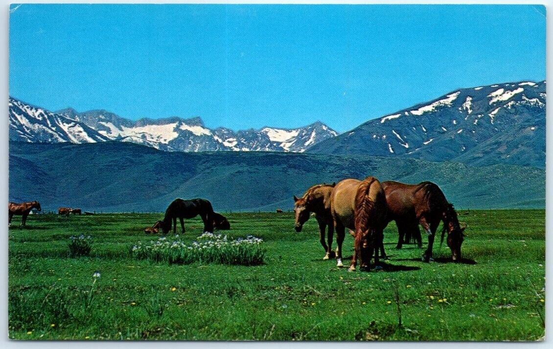 Postcard - Spring Pasture