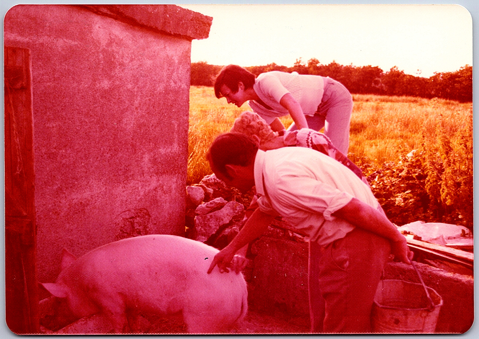 Vintage Found Photo - Women And Man Look At A Big Pig On A Pig Farm In Ireland