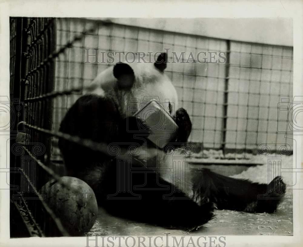 1939 Press Photo Panda eats from a pan at the Zoo. - kfx25291