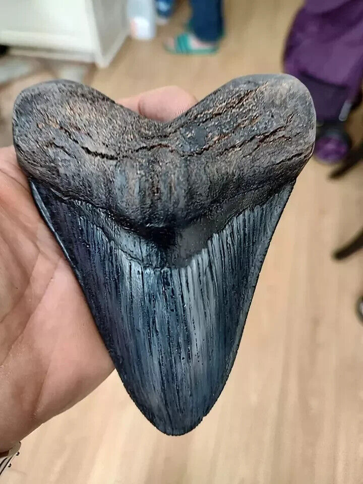5.5 Inch Megalodon (Carcharodon Megalodon) Tooth, Black with Serration